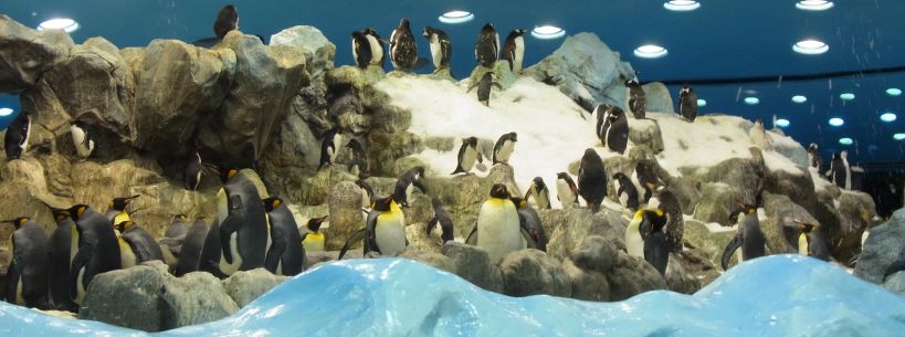Picture af pingvinland i Loro Parque