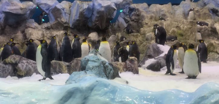 Picture af pingviner i landskab i Loro Parque i Puerto de la Cruz