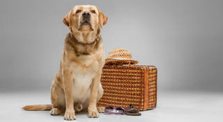 Picture af hund med kuffert